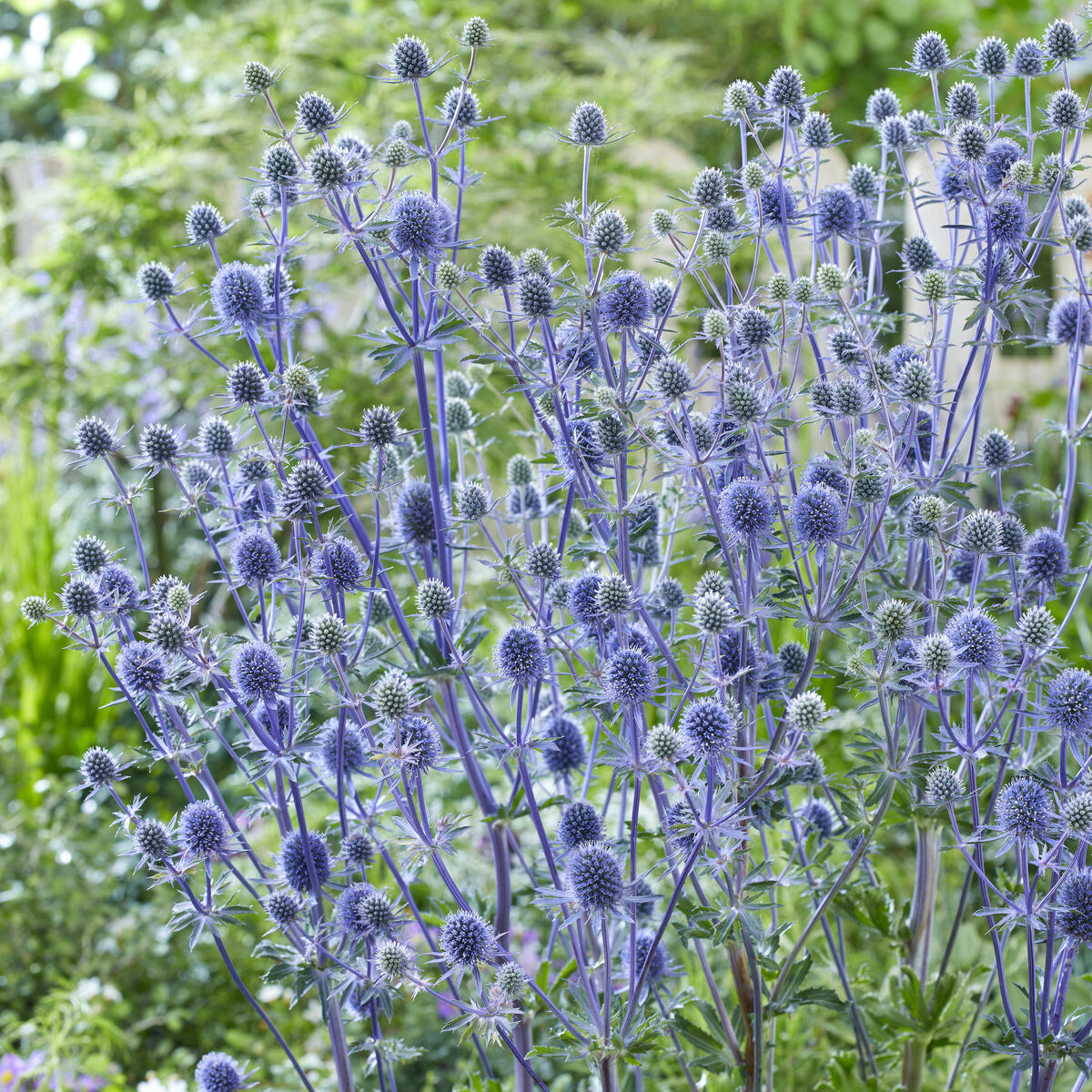 Panicaut à feuilles planes - Eryngium planum - Willemse