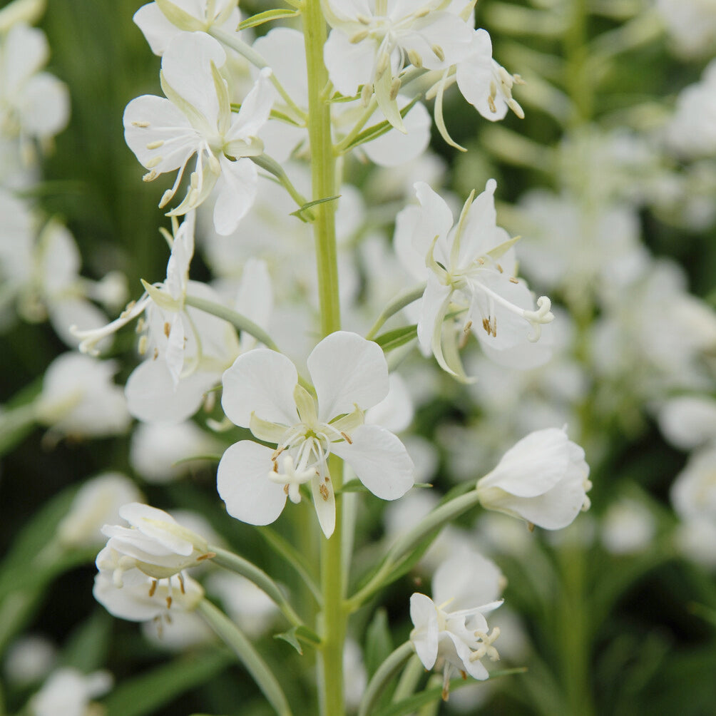 Épilobe blanche - Epilobium angustifolium Album - Willemse