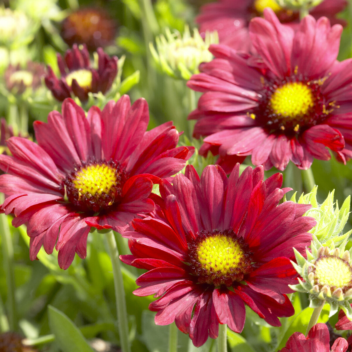 Gaillarde Bourgogne - Gaillardia Burgunder - Willemse