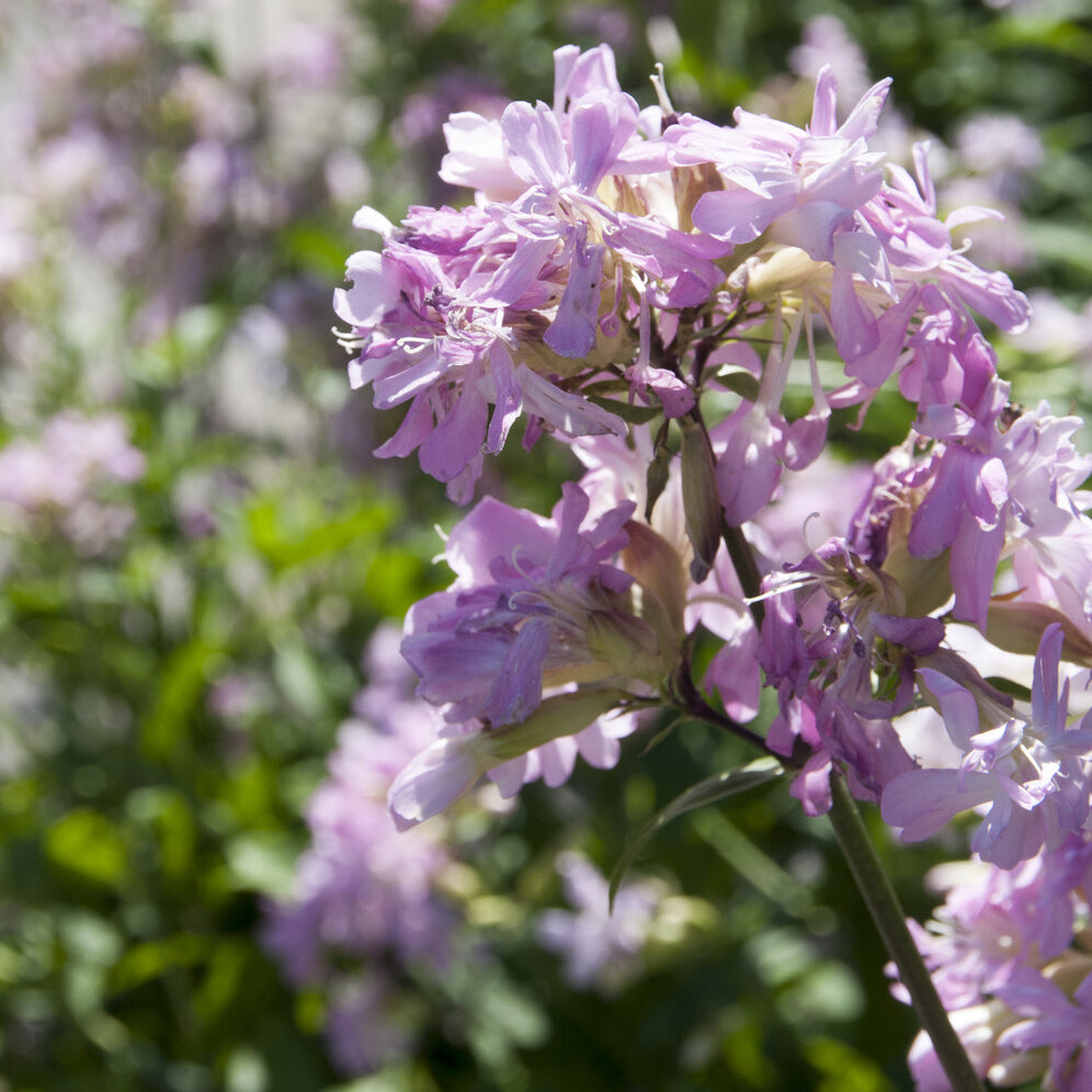 Saponaire officinale rose - Saponaria officinalis Rosea Plena - Willemse