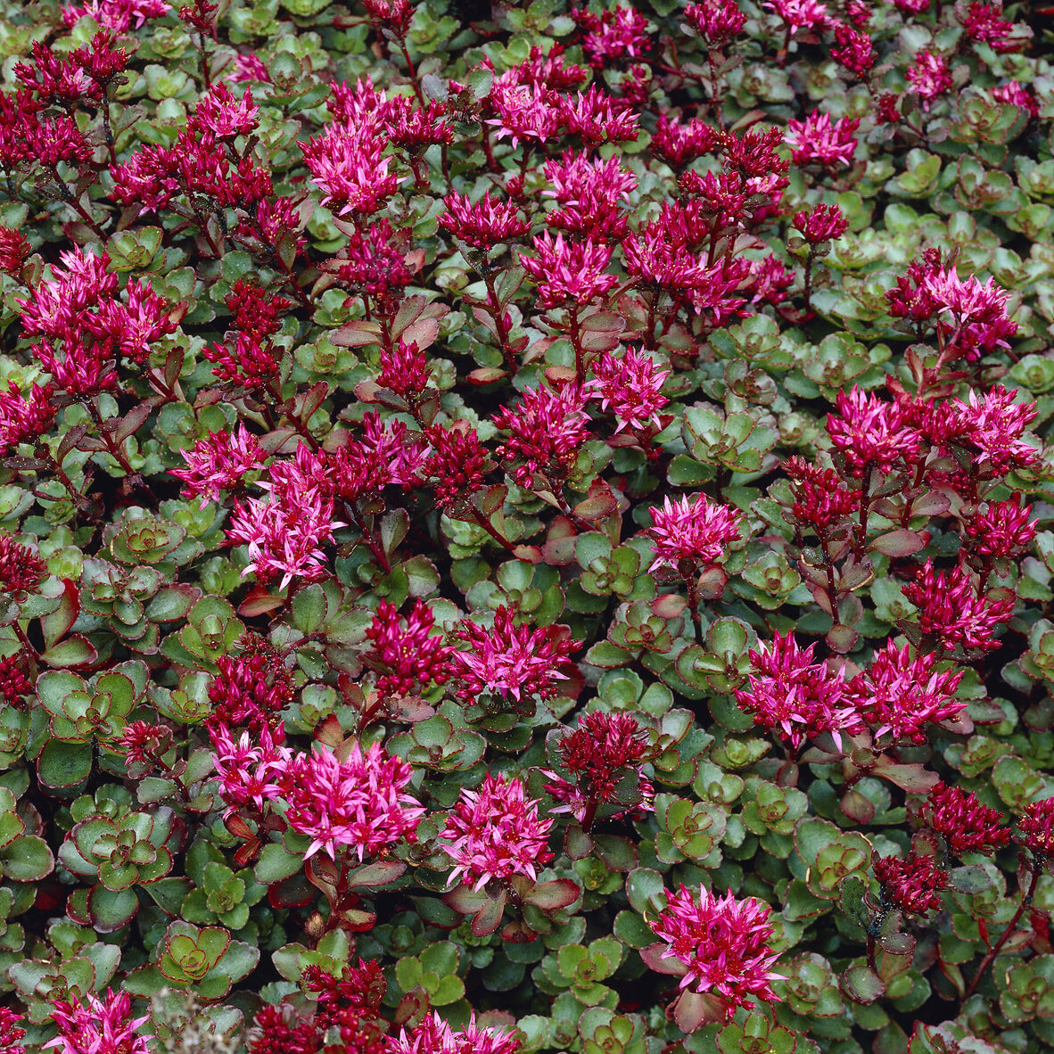 Sedum spurium Fuldaglut - Sedum spurium Fuldaglut - Willemse