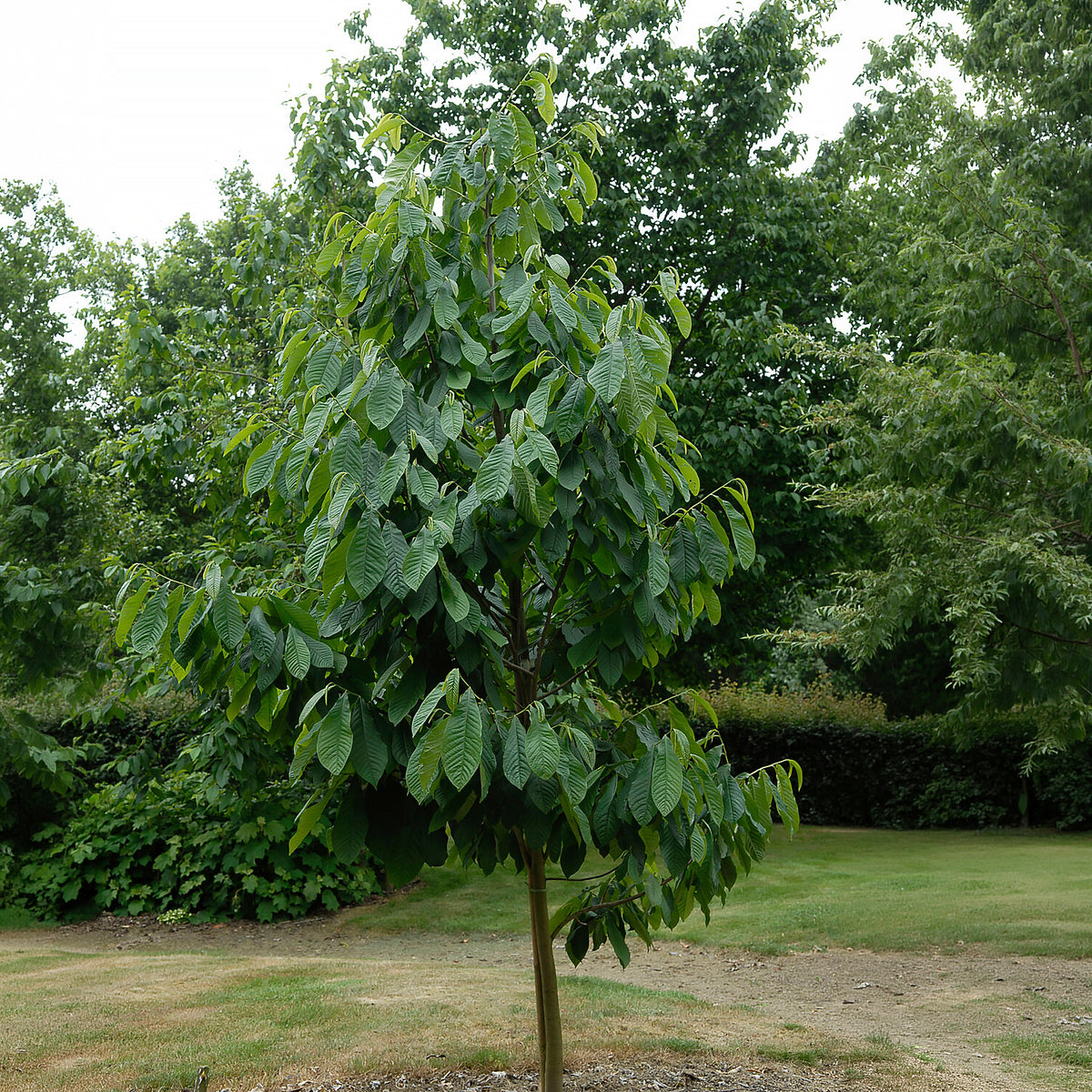 Asimina Triloba Prima - Asiminier Triloba - Arbres fruitiers exotiques