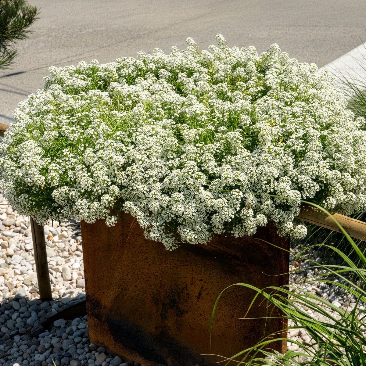 Alysse odorant - Lobularia maritima - Willemse