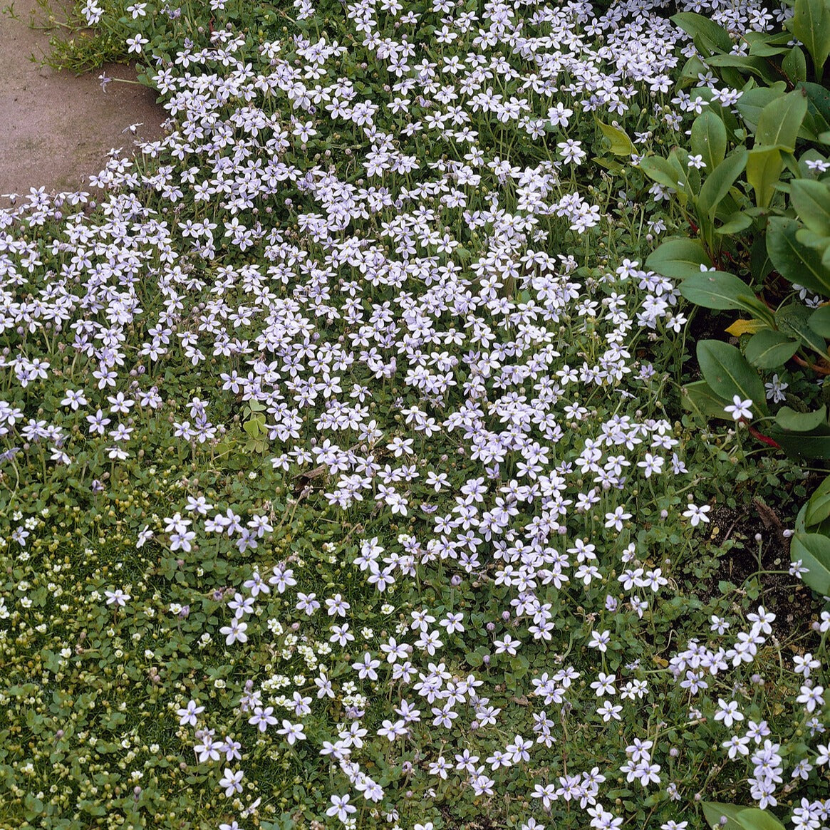 3 Étoiles bleues tapissantes - Isotoma fluviatilis - Willemse