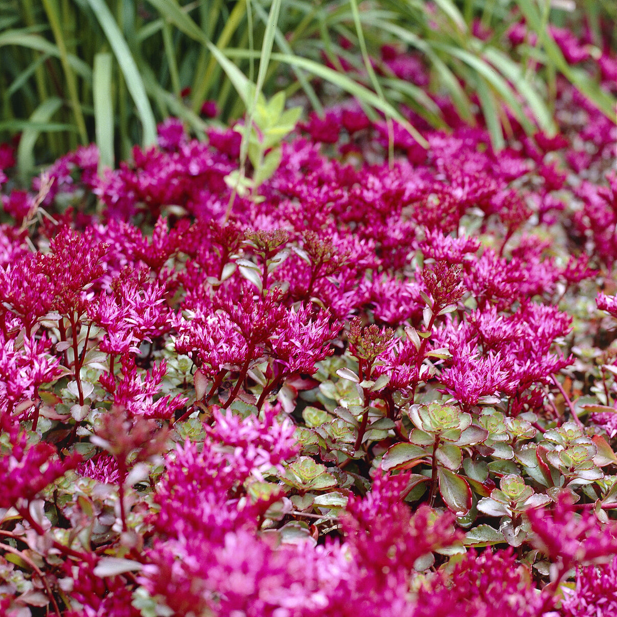 Sedum spurium Schorbuser - Sedum spurium Schorbuser Blut - Willemse