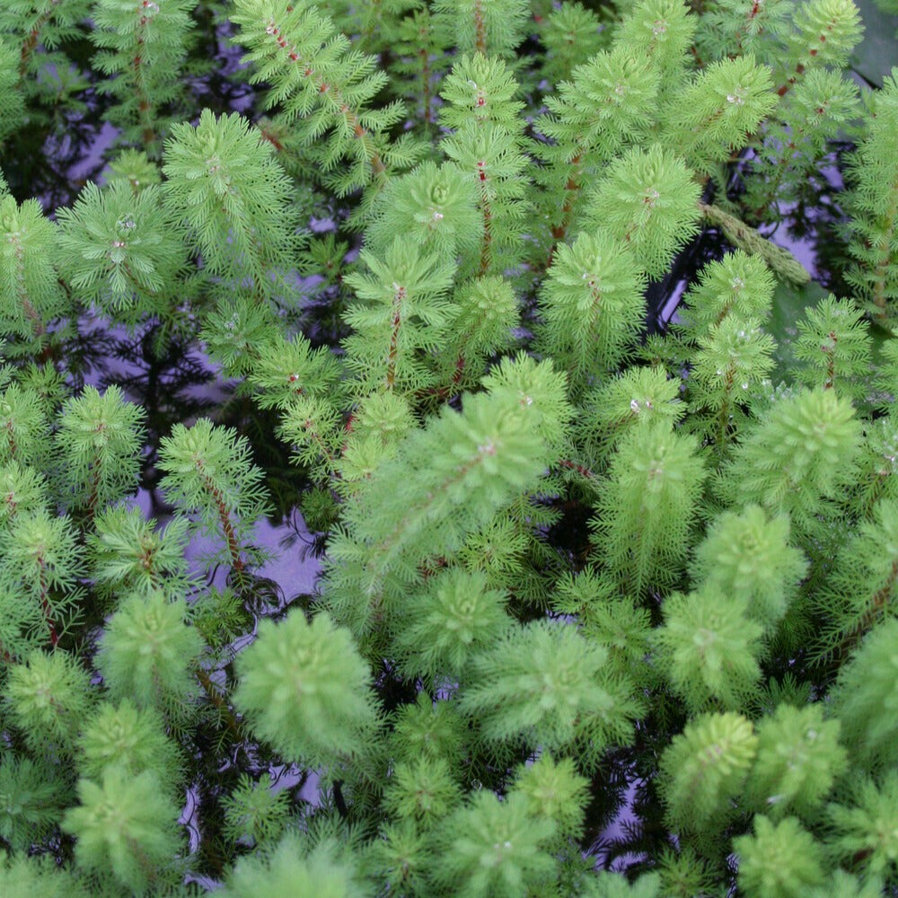 Myriophyllum Red Stem - Myriophyllum rubricaule Red Stem - Willemse