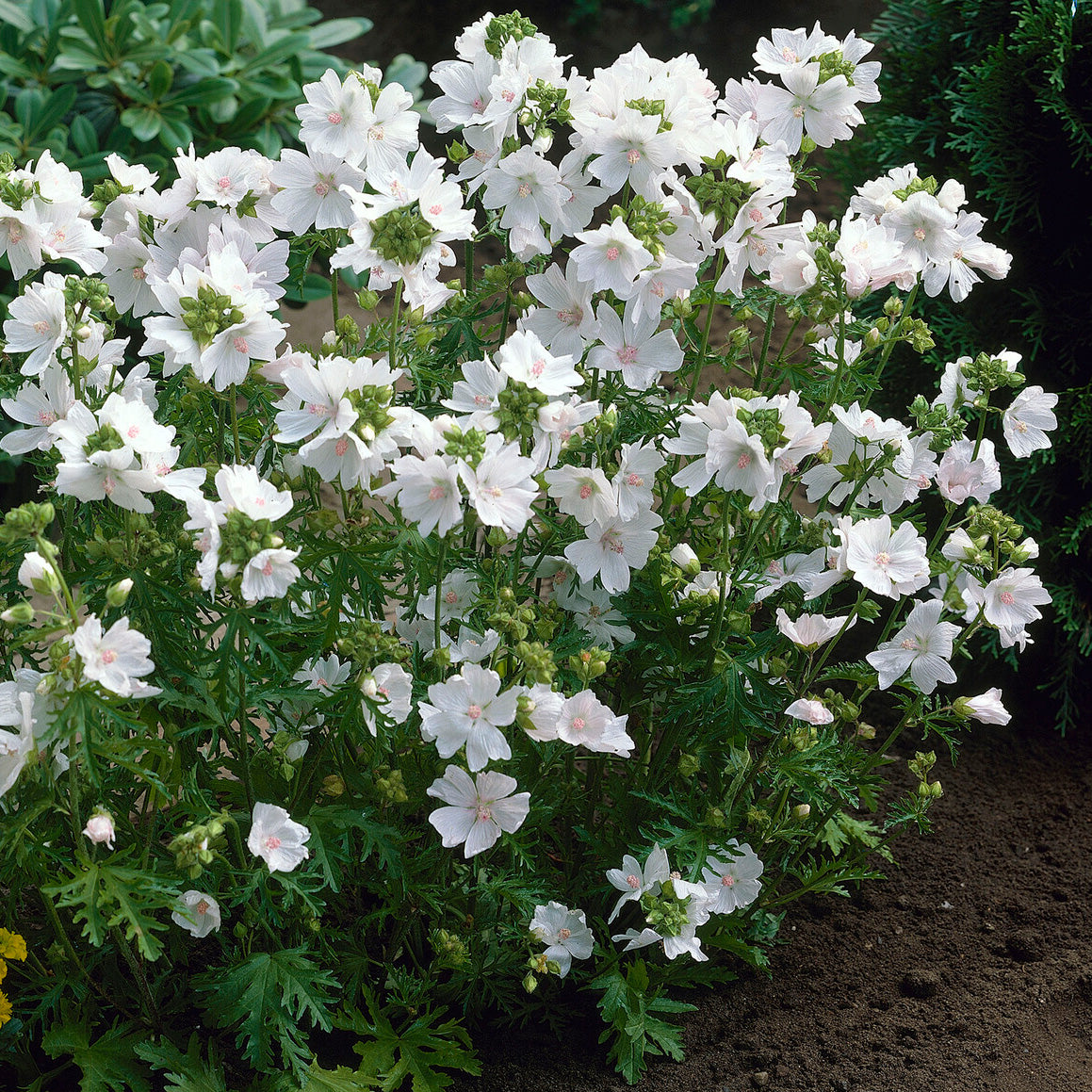 Mauve musquée blanche - Malva moschata alba - Willemse