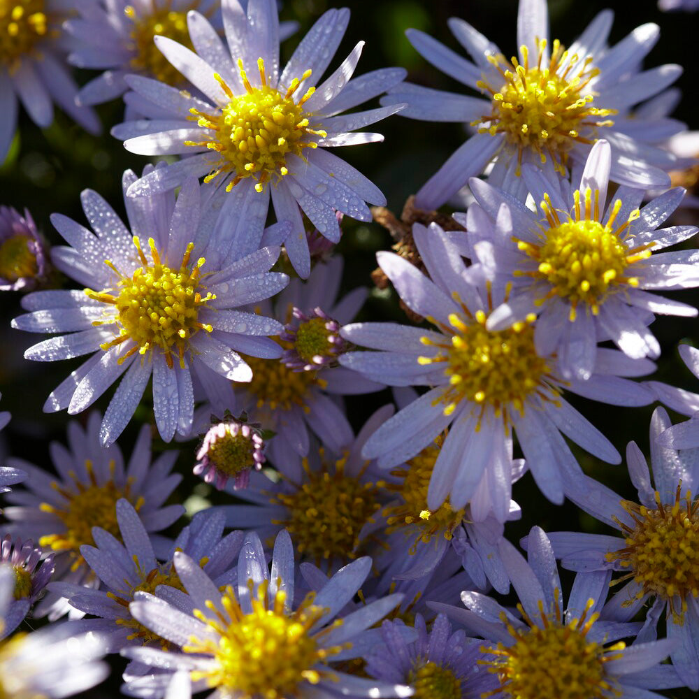 Aster nain d'automne Stardust - Aster ageratoides Stardust - Willemse