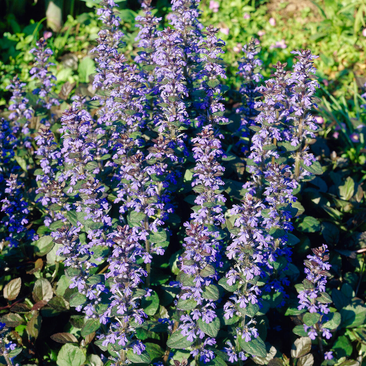 Bugle rampante Atropurpurea - Ajuga reptans Atropurpurea - Willemse