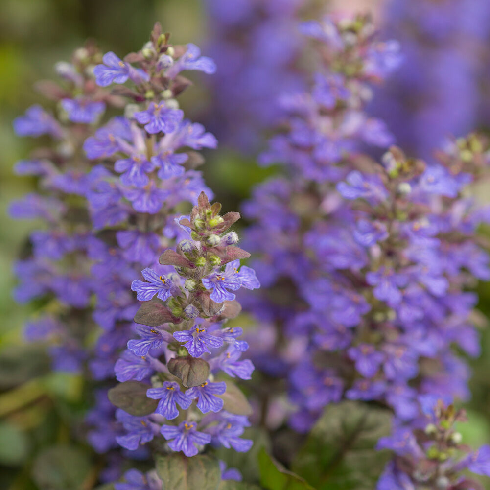 Bugle rampante Atropurpurea - Ajuga reptans Atropurpurea - Willemse