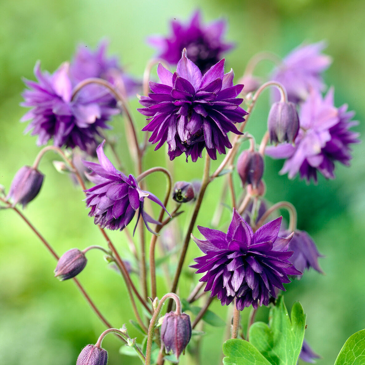Ancolie des jardins Blue Barlow - Aquilegia vulgaris Blue Barlow - Willemse