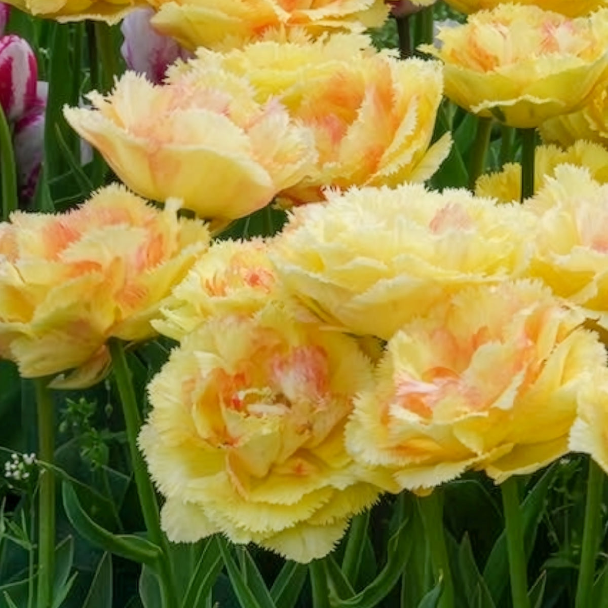 5 Tulipes doubles frangées Vaya con Dios - Tulipa vaya con dios - Willemse