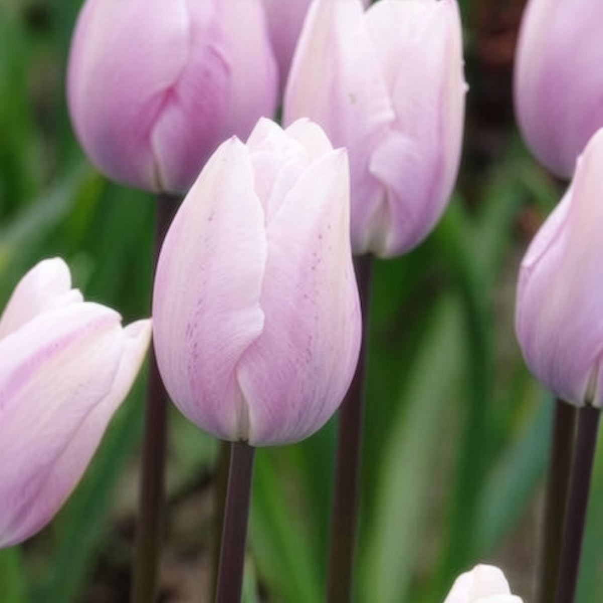 5 Tulipes Triomphe Silver Cloud - Tulipa 'silver cloud' - Willemse