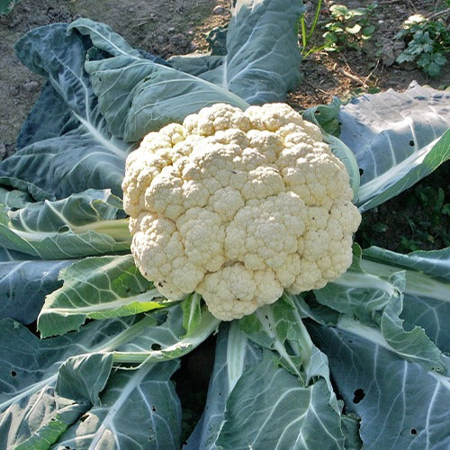 Chou-fleur Merveille de toutes saisons - Brassica oleracea botrytis merveille de toutes saisons - Willemse