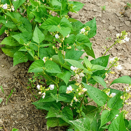 Haricot nain mangetout Braimar - Phaseolus vulgaris braimar - Willemse
