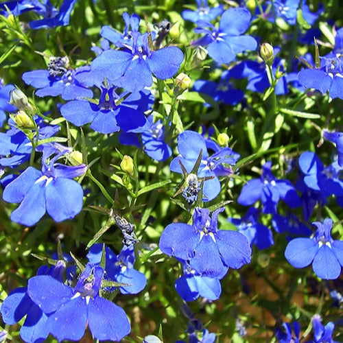3 Lobelias Azuro - Lobelia erinus Azuro - Willemse
