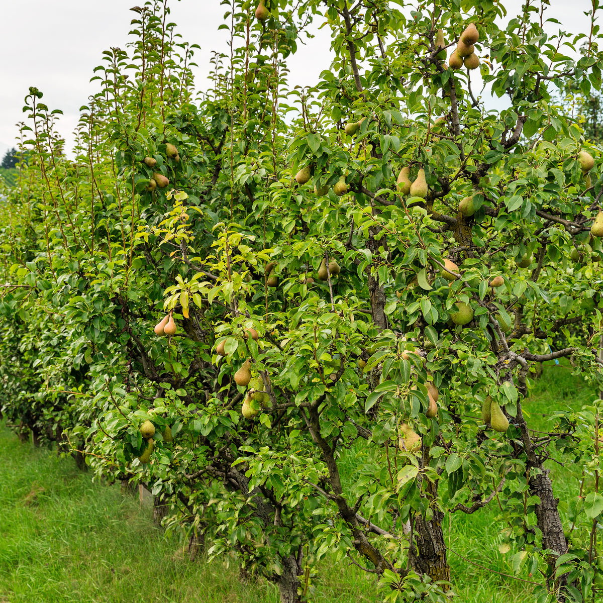 Poirier Conférence - Pyrus communis Conférence - Willemse