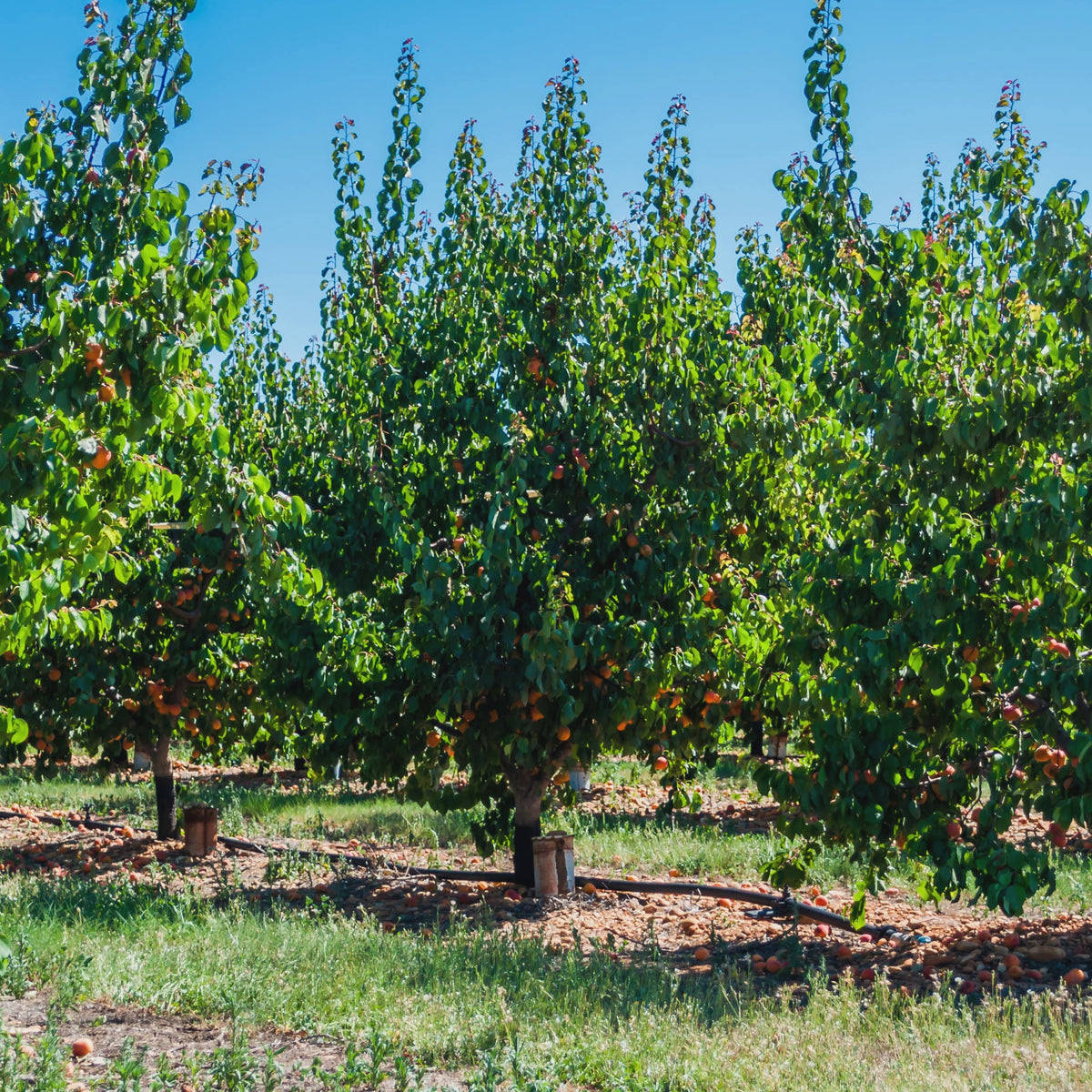 Abricotier Polonais - Prunus armeniaca Polonais - Willemse