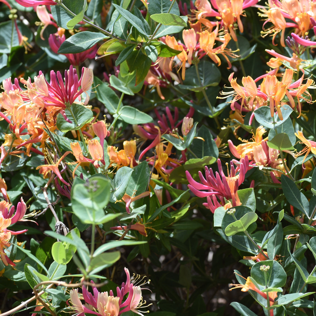 Chèvrefeuille grimpant Goldflame - Lonicera heckrotii goldflame - Willemse