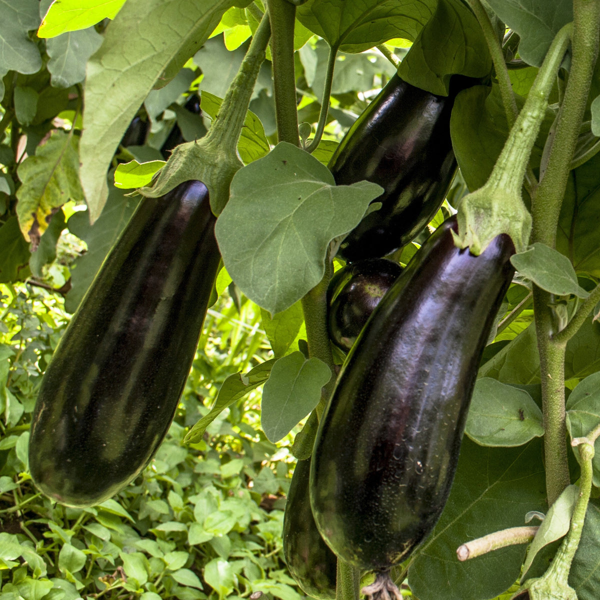 3 Plants d'Aubergine Baluroi F1 - Solanum melongena Baluroi F1 - Willemse