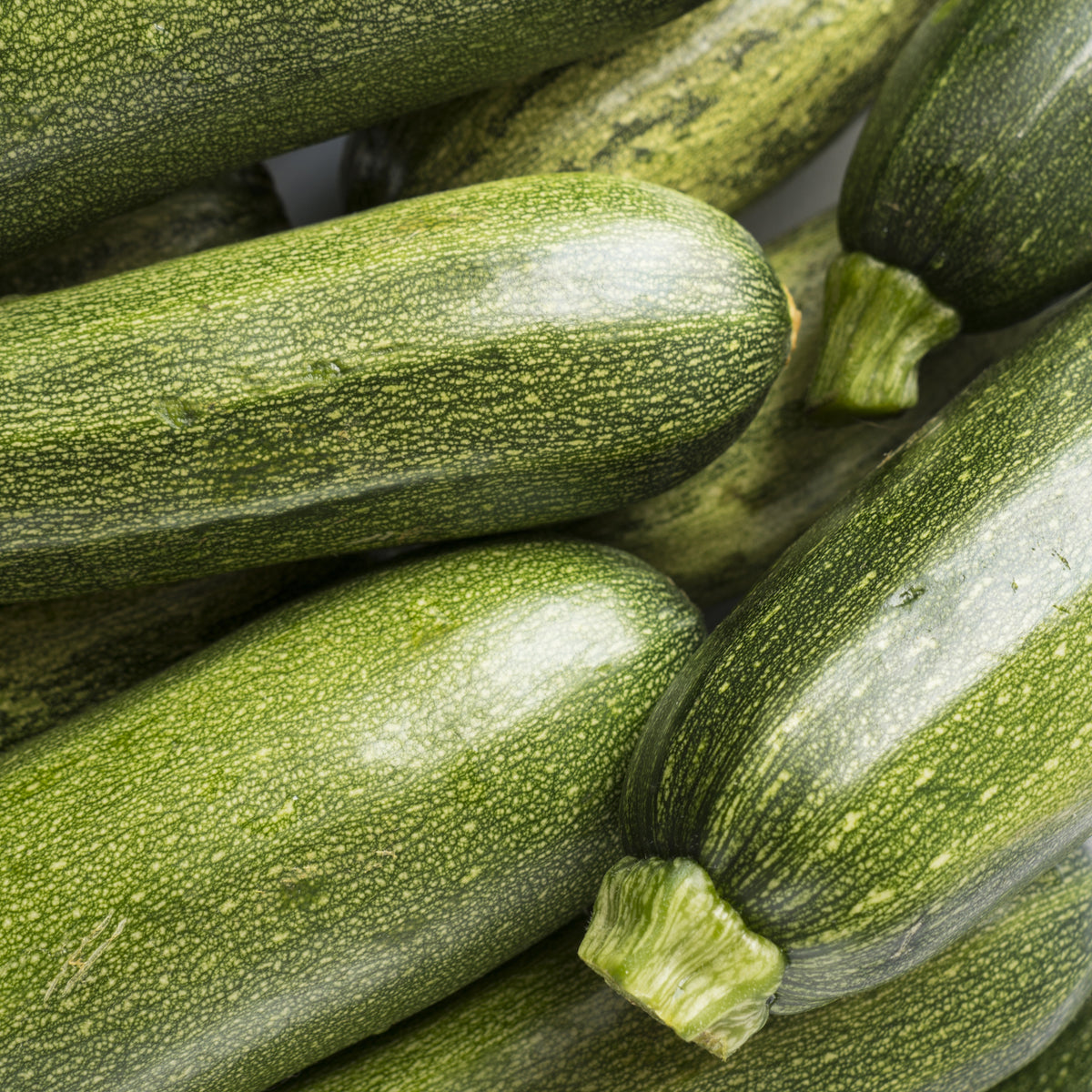3 Plants de Courgette Tarmino F1 - Cucurbita pepo Tarmino F1 - Willemse