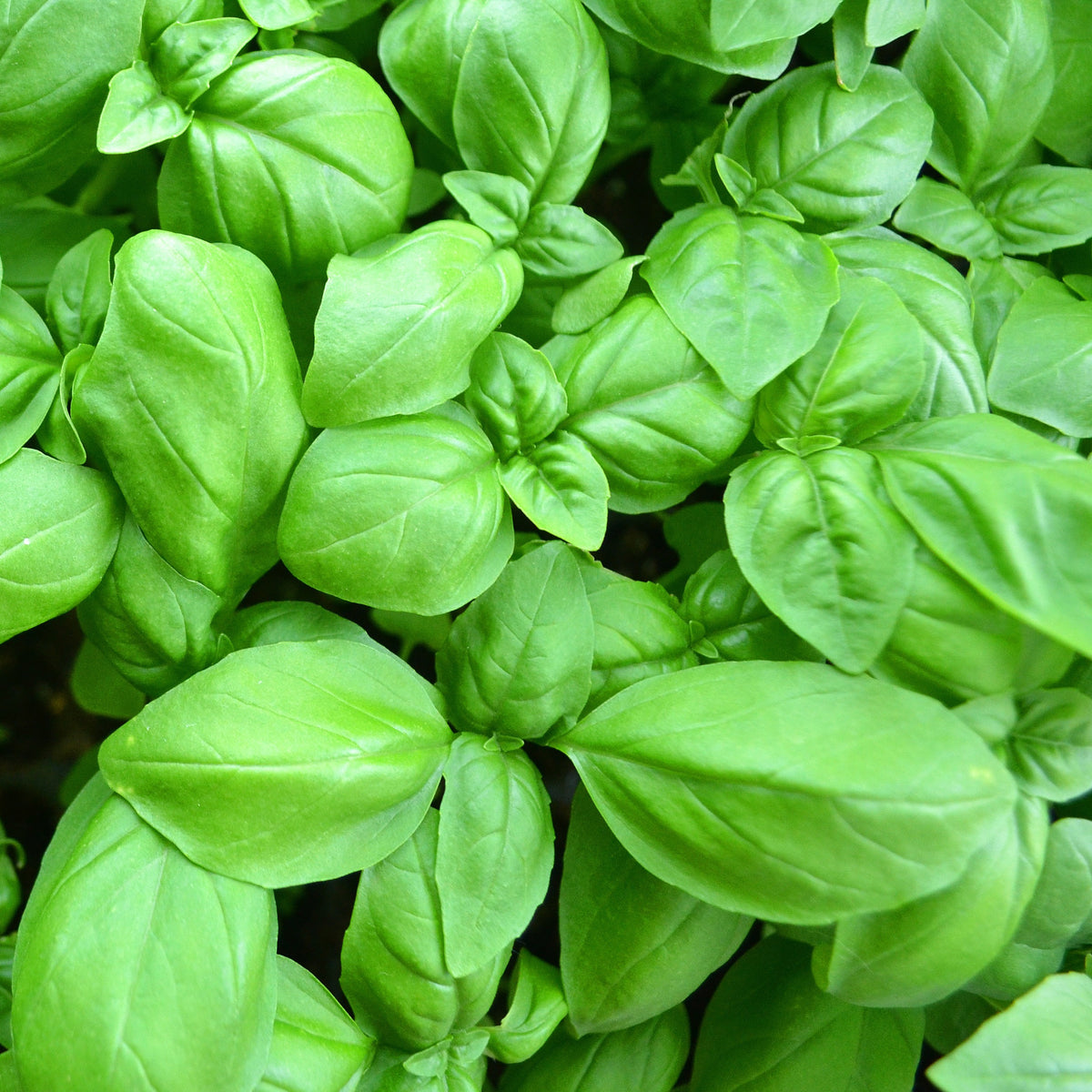 Plant de Basilic Grand vert - Ocimum basilicum - Willemse