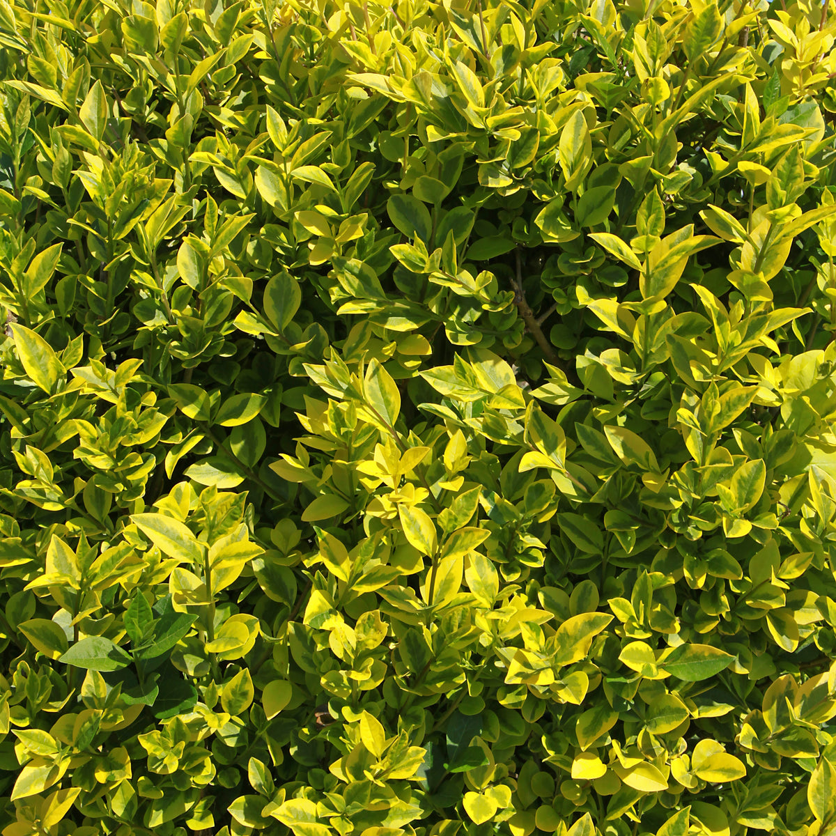 Troène de Californie doré - Ligustrum ovalifolium Aureum - Willemse