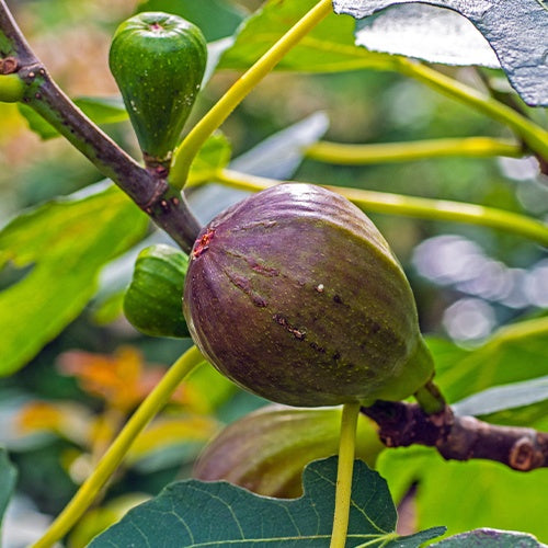 Figuier sur tige - Ficus carica Brown Turkey - Willemse