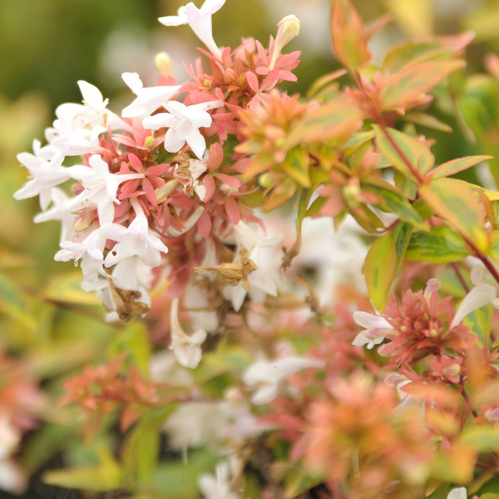 Abélia grandiflora Kaleidoscope® - Abelia grandiflora 'kaleidoscope' (r) - Willemse