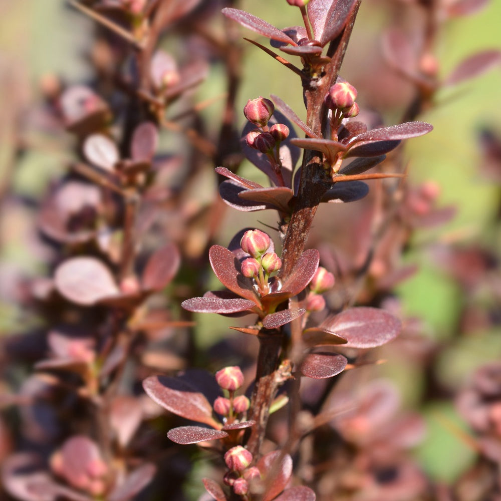 Epine-vinette de Thunberg Helmond Pillar - Berberis thunbergii Helmond Pillar - Willemse