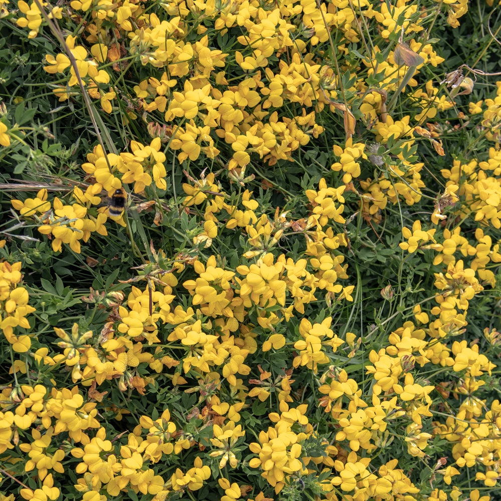 Genêt poilu Vancouver Gold - Genista pilosa 'vancouver gold' - Willemse