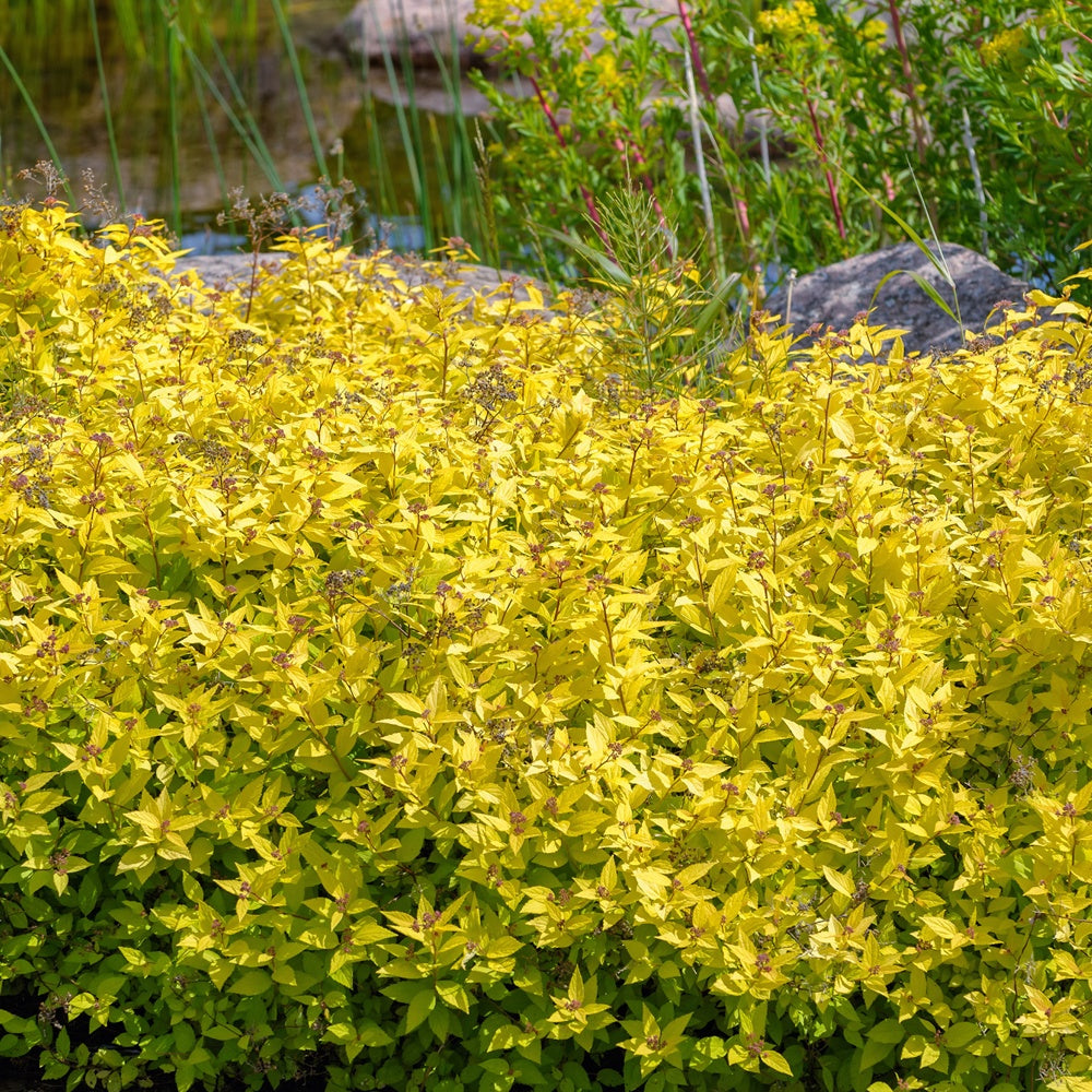 Spirée japonaise Goldmound - Spiraea japonica goldmound - Willemse