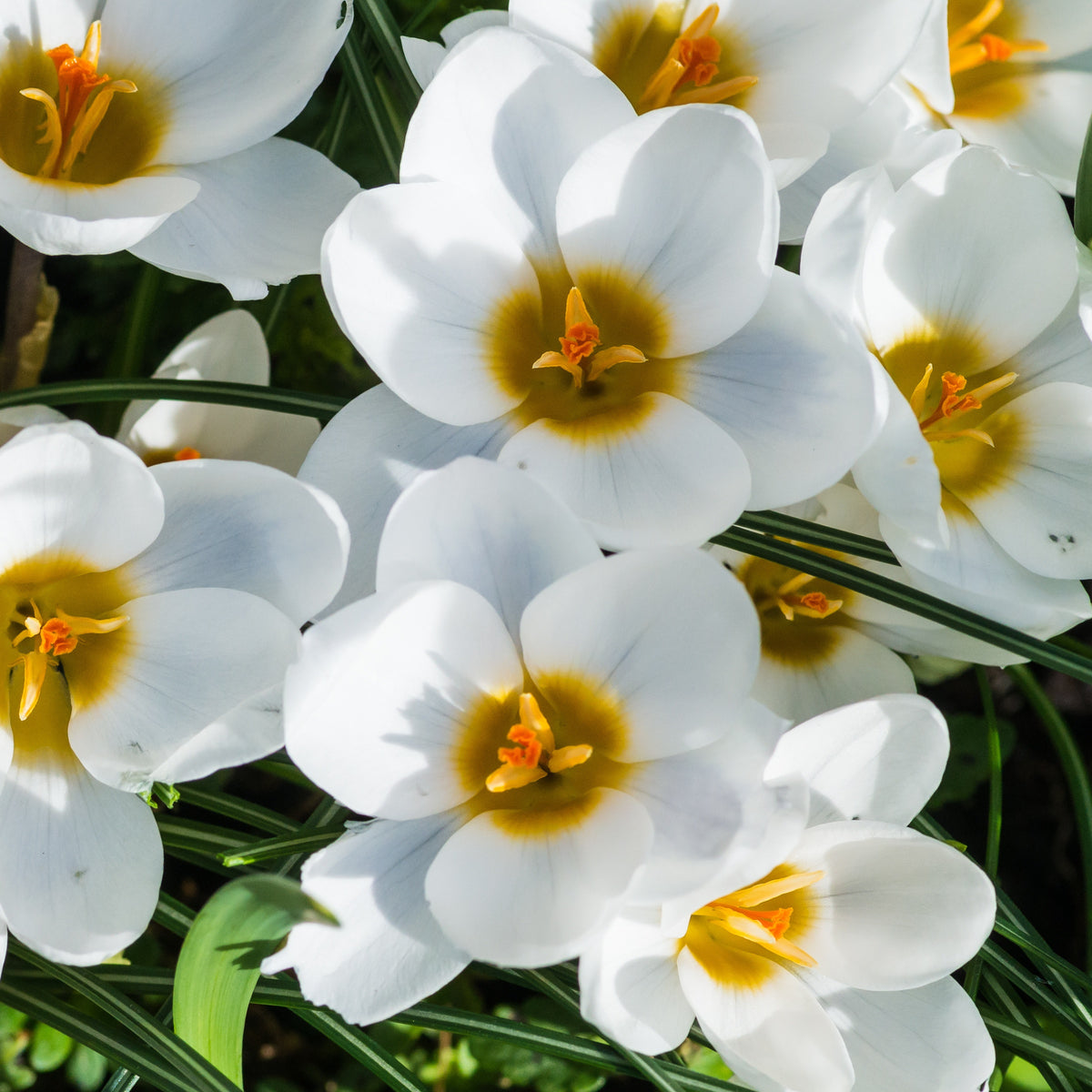 10 Crocus Ard Schenk - Crocus Ard Schenk - Willemse