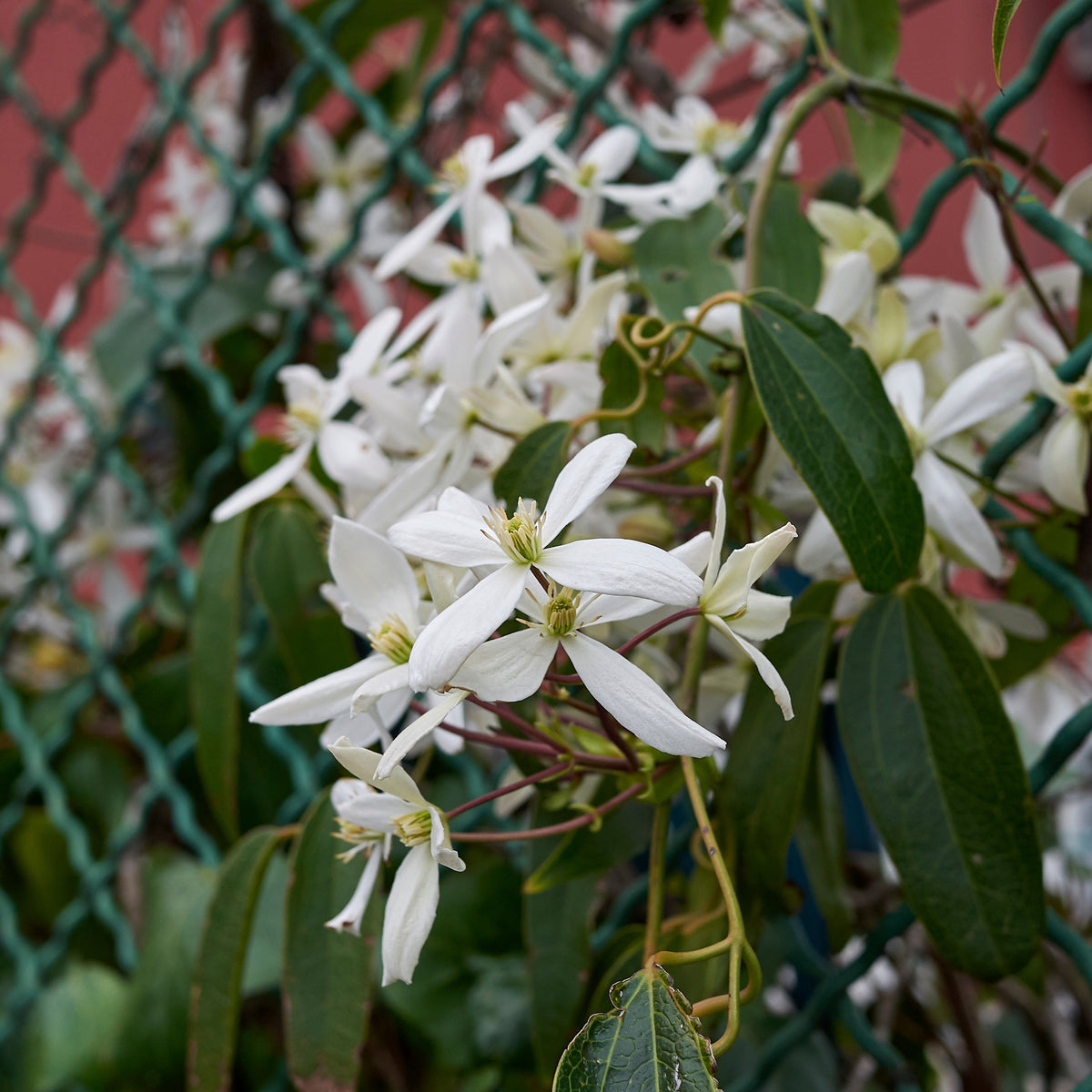Clématite du Père Armand Little White Charm - Clematis armandii 'little white charm' - Willemse
