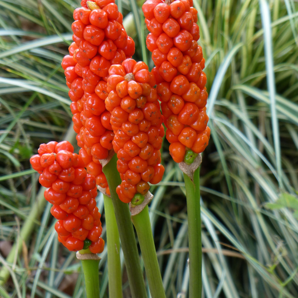 3 Gouets commun - Arum italicum - Willemse