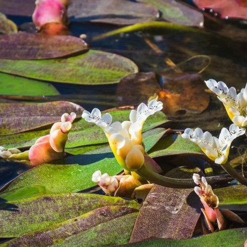 Vanille d'eau - Aponogeton distachyos - Willemse