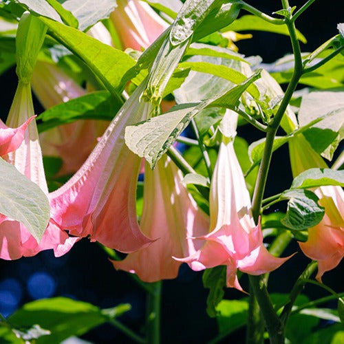 Brugmansia tricolore rose, blanc, jaune - Brugmansia - Willemse