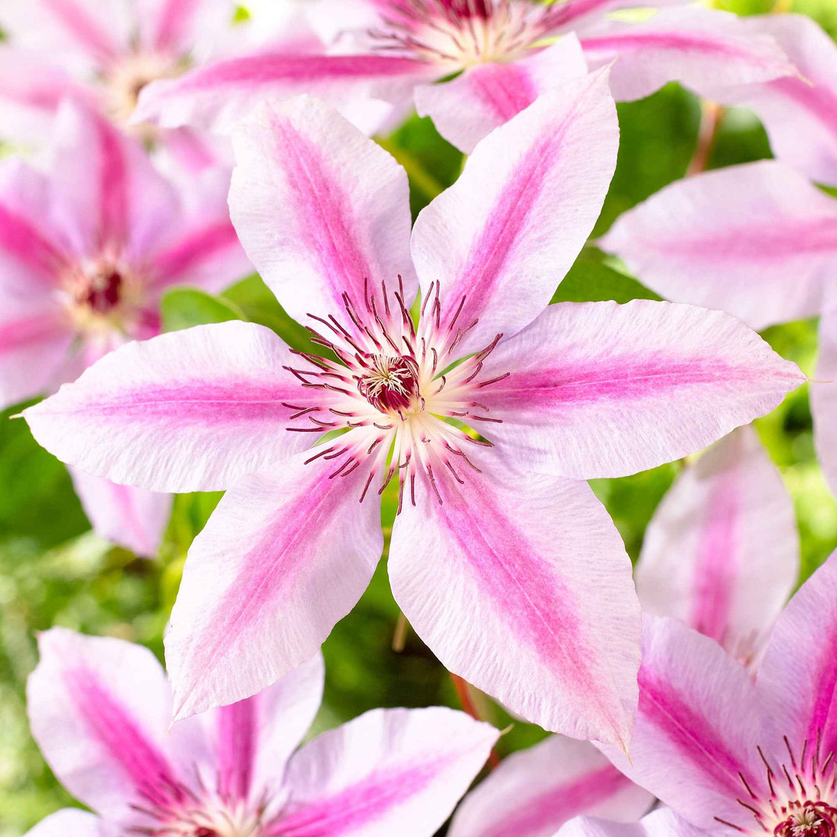 Clématite Nelly Moser - Clematis 'nelly moser' - Willemse