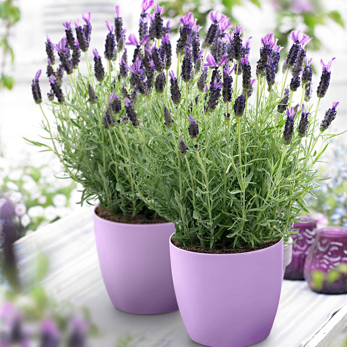 Lavande papillon Anouk - Lavandula stoechas 'anouk' - Willemse