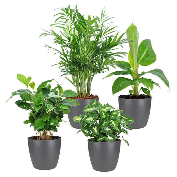 Plantes d'intérieur tropicales et ses cache-pots gris ELHO - Chamaedorea, Syngonium, Musa, Coffea 'Fresh' - Willemse