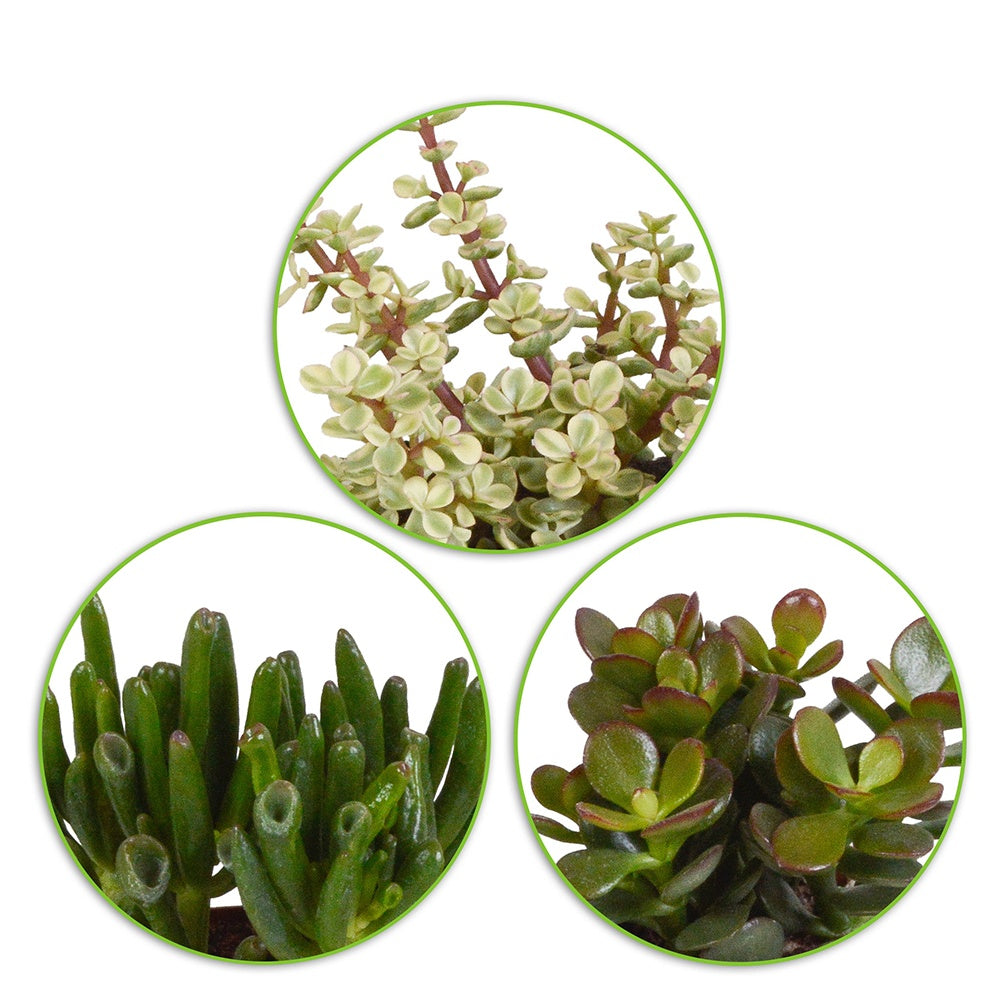 3 Mélanges de crassulas - Crassula 'Gollum', 'Afra', 'Minor' - Willemse