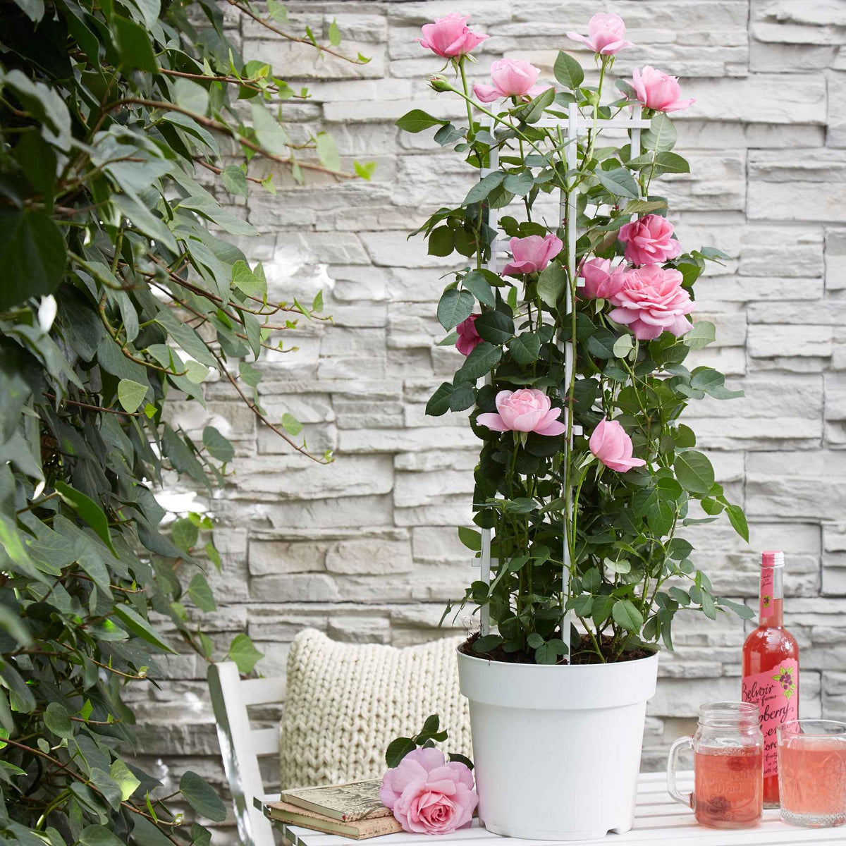 3 Rosiers grimpants parfumées en mélange - Rosa hybride - Willemse