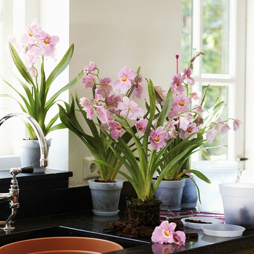 Elho Pot pour orchidée - - Willemse