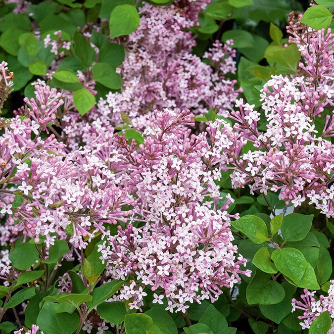Lilas Prince Charmant - Syringa microphylla Prince Charming - Willemse