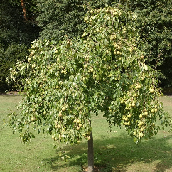 Poirier Dr. Jules Guyot - Pyrus communis dr. jules guyot - Willemse