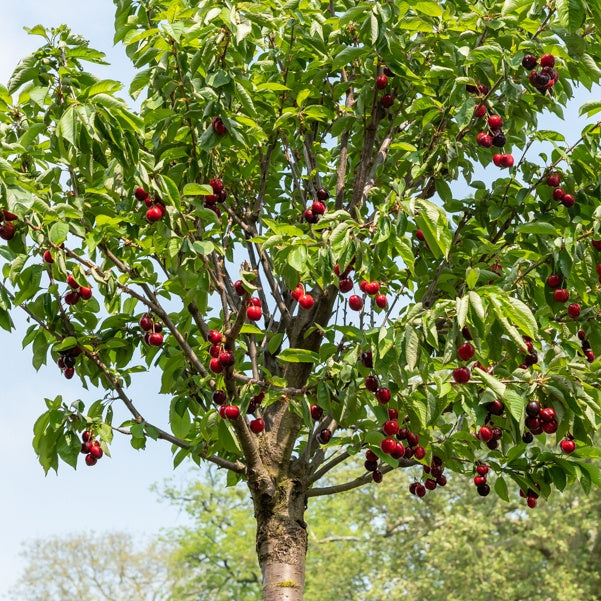 Cerisier Birageau Hedelfinger - Prunus avium 'Hedelfinger' - Willemse