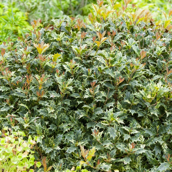 Osmanthe panaché Goshiki - Osmanthus heterophyllus Goshiki - Willemse