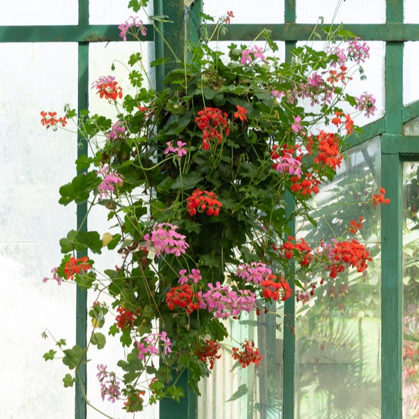 Géranium lierre rouge - Pelargonium peltatum - Willemse