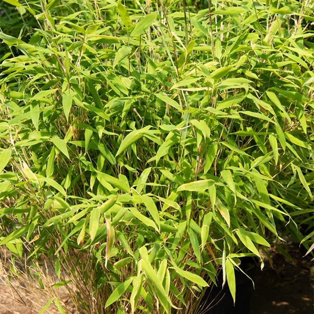 Bambou Fargesia rufa non-traçant - Fargesia rufa - Willemse