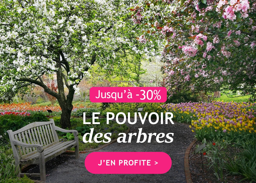 Le pouvoir des arbres : jusqu à -30%